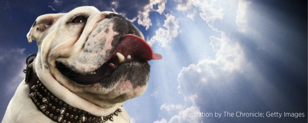 dog in heaven