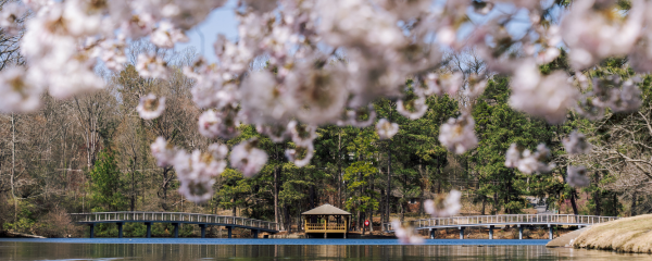pretty photo of the lake