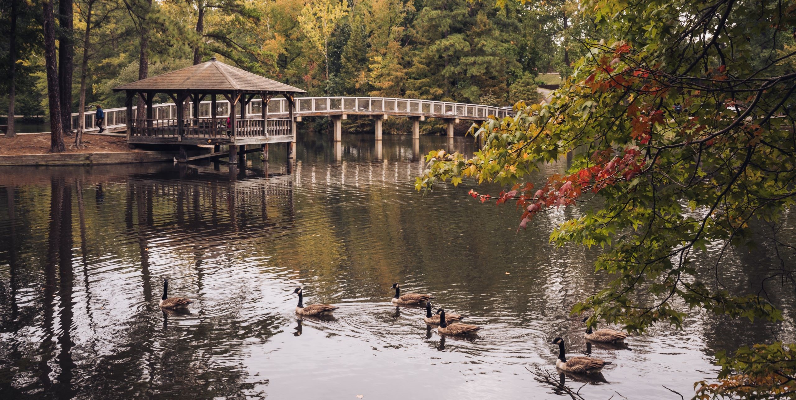 bridge and geese