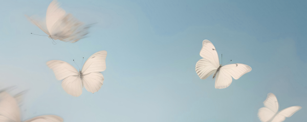 butterflies