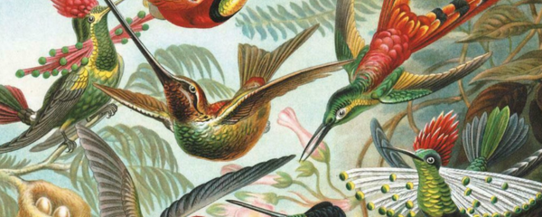 hummingbirds