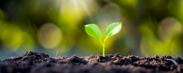 seedling