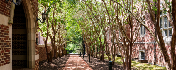 walkway in the summer