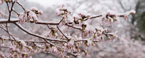 Snow on flowers on campus