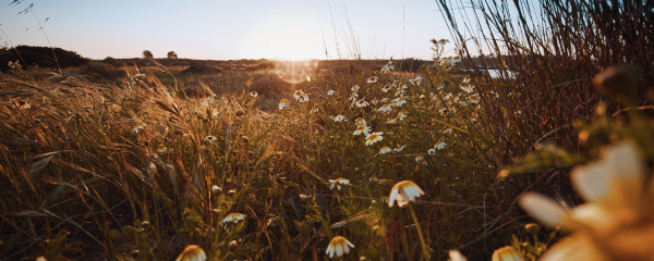 field with daisies