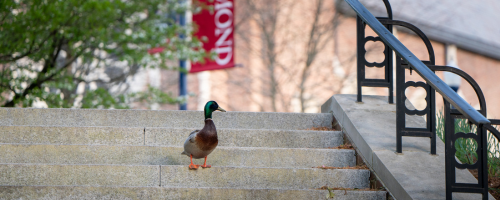 duck on stairs
